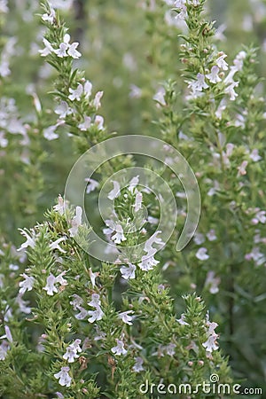 Lesser calamint, Clinopodium nepeta White cloud, white flower Stock Photo